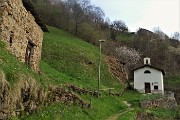 Spettacolo di crocus ai prati della Pigolotta di Valtorta il 22 aprile 2019  - FOTOGALLERY